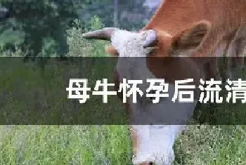 母牛怀孕后流清吗