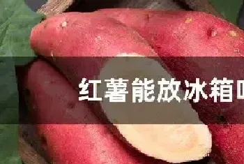 红薯能放冰箱吗