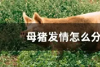 母猪发情怎么分辨