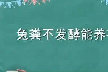 兔粪不发酵能养花