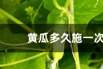 黄瓜多久施一次肥