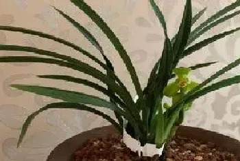 兰花种植条件,生长环境的要求?