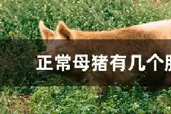 正常母猪有几个胎衣