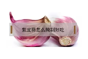 紫皮蒜怎么腌制好吃