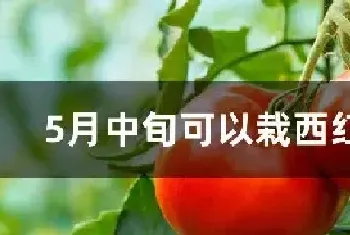 5月中旬可以栽西红柿吗