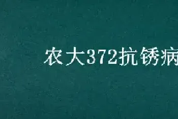 农大372抗锈病吗