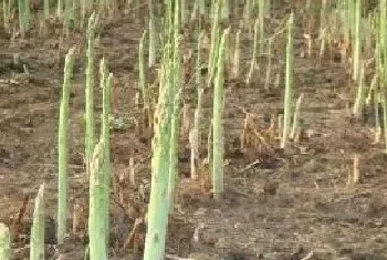 芦笋种植前景怎么样？芦笋种植时间和方法