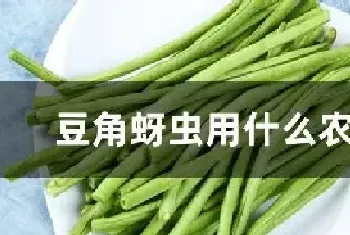 豆角蚜虫用什么农药好