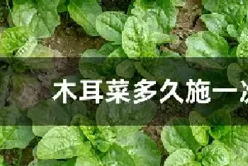 木耳菜多久施一次肥