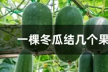 一棵冬瓜结几个果最好