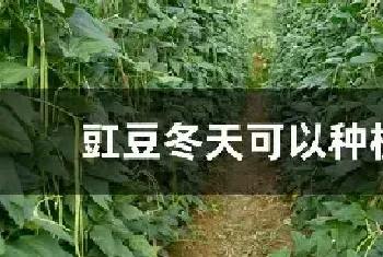 豇豆冬天可以种植吗