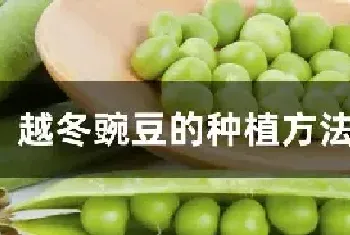 越冬豌豆的种植方法和时间