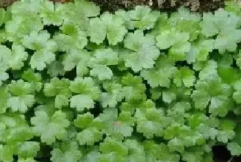 天胡荽的功效与作用及药用价值