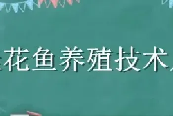 桂花鱼养殖技术及成本