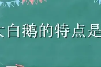 大白鹅的特点是什么