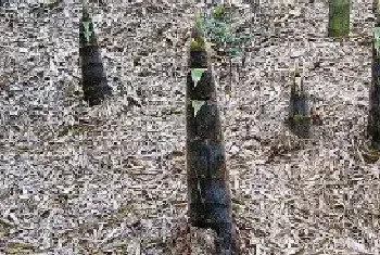 竹笋的种植方法和时间种植前景如何