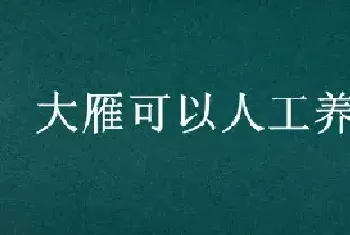 大雁可以人工养殖吗