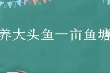 主养大头鱼一亩鱼塘能放多少