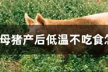 母猪产后低温不吃食怎么回事