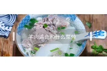 羊肉适合和什么菜炖