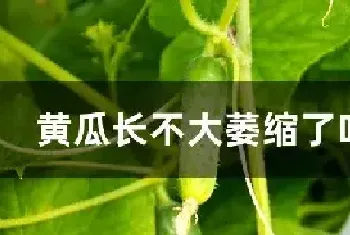 黄瓜长不大萎缩了咋回事