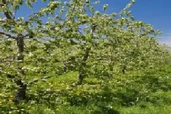 苹果树种植过程