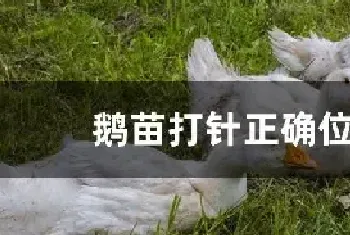 鹅苗打针正确位置