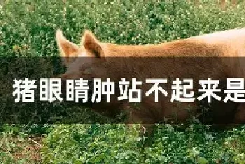 猪眼睛肿站不起来是什么病