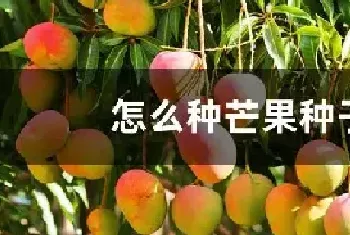 怎么种芒果种子