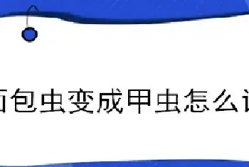 面包虫变成甲虫怎么让它繁殖