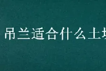 吊兰适合什么土壤生长