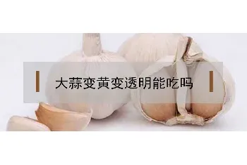 大蒜变黄变透明能吃吗