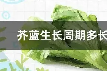 芥蓝生长周期多长时间