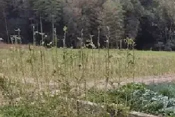 香菜的种植方法及季节