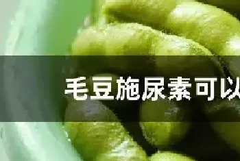 毛豆施尿素可以吗