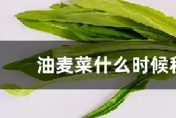 油麦菜什么时候移栽