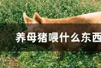 养母猪喂什么东西最好