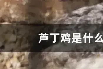 芦丁鸡是什么