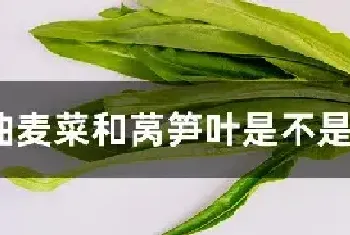 油麦菜和莴笋叶是不是同一种菜