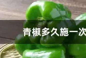 青椒多久施一次肥