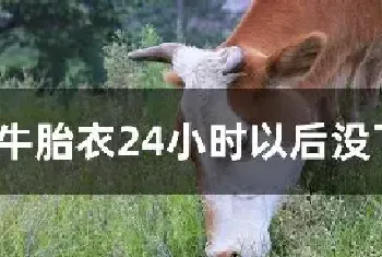 牛胎衣24小时以后没下怎么办