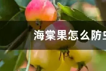 海棠果怎么防虫