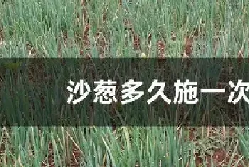 沙葱多久施一次肥