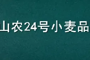 山农24号小麦品种介绍