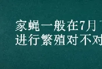 家蝇一般在7月下旬进行繁殖对不对