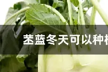 苤蓝冬天可以种植吗