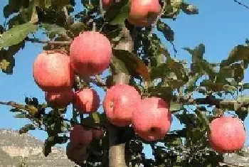 矮砧密植田间管理优势矮砧密植苹果种植的自然条件