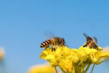 蜂的品种