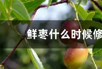 鲜枣什么时候修剪