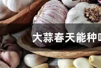 大蒜春天能种吗